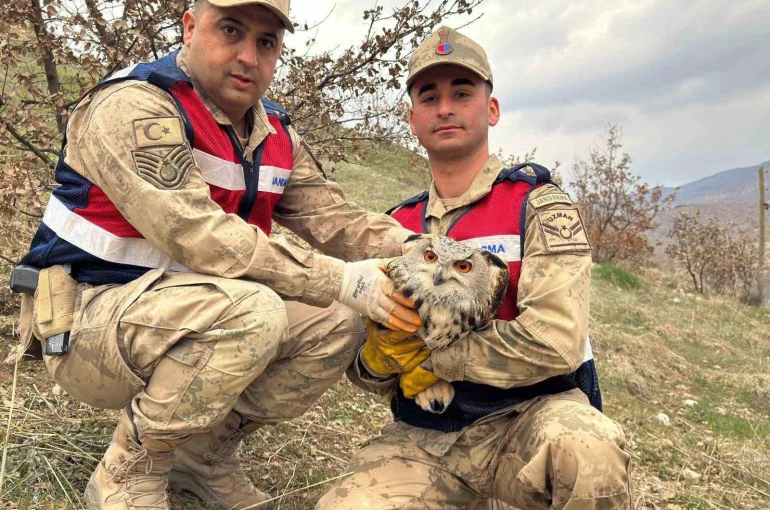 Siirt’te nesli tehlike altındaki kulaklı baykuş koruma altına alındı 
