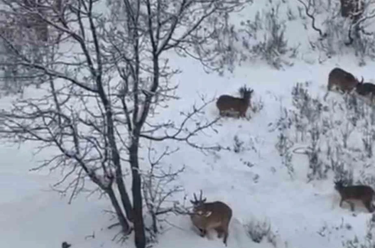Siirt’te yaban keçileri sürü halinde görüntülendi 