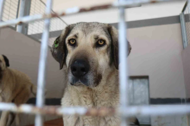 Şikayetler 100’den 20’ye indi: Başiskele’de sokak hayvanı şikayetleri büyük oranda düştü 