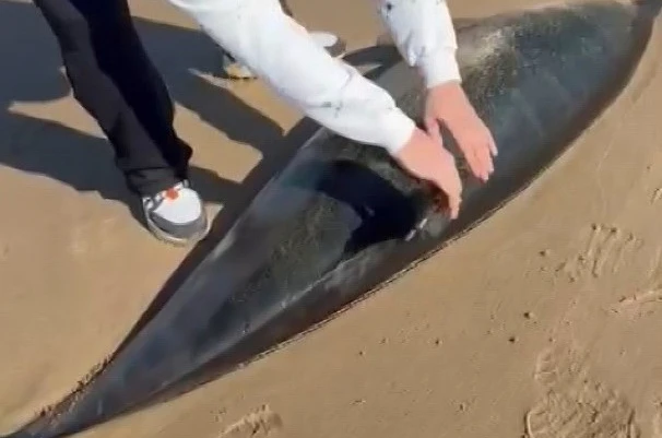 Şile’de ölü yunus kıyıya vurdu 