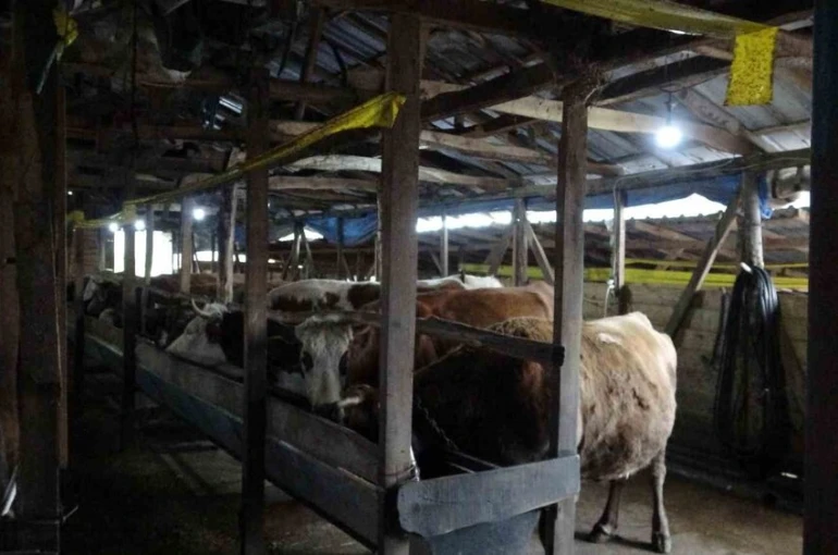 Şile’de şap alarmı: 3 köy karantinada, 18 mahalle gözetim altında