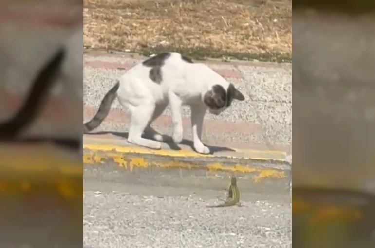 Silivri’de kedi ve kertenkelenin kavgası cep telefonu kamerasında