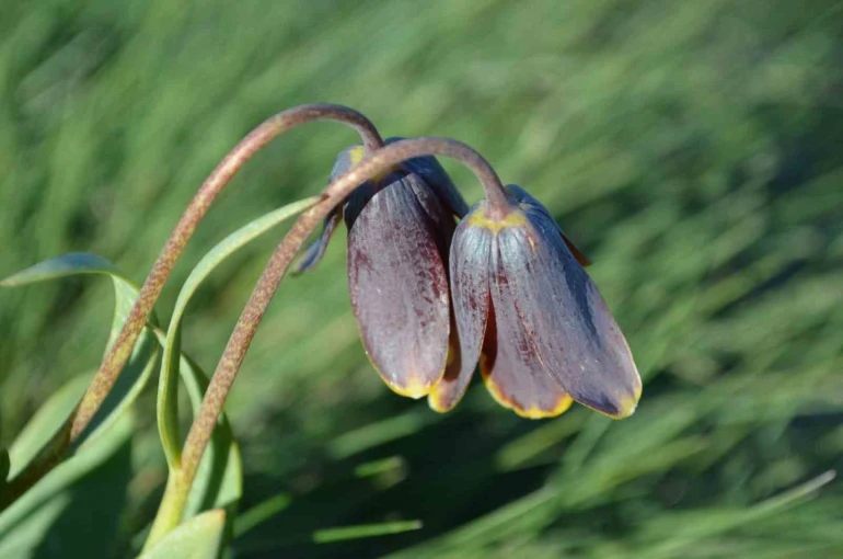 Simav Dağı rengârenk ters lalelere ev sahipliği yapıyor 