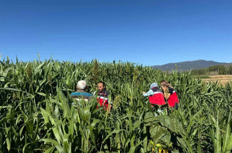 Simav’da hasat kontrolleri 