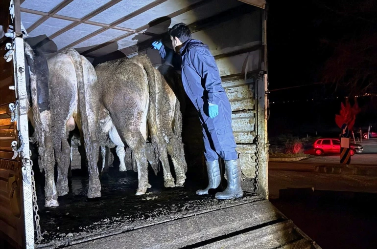 Simav’da hayvan hareketlerine yönelik yol kontrolü 
