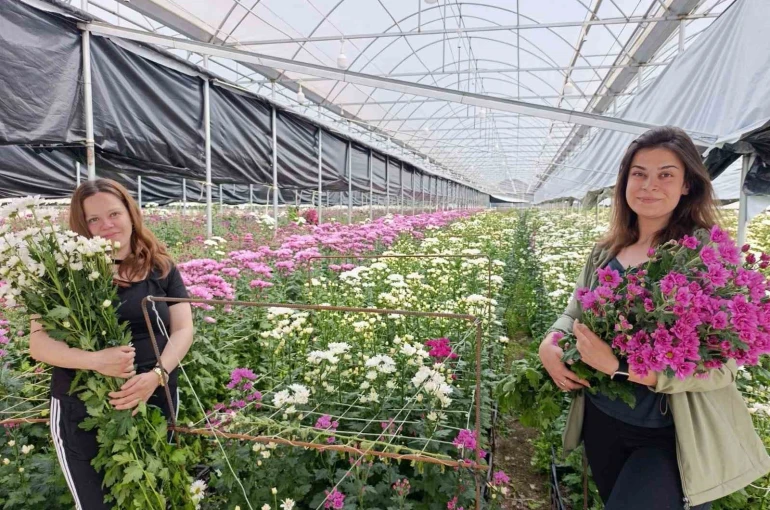 Simav’da jeotermal seralarda kasımpatı hasadı başladı 