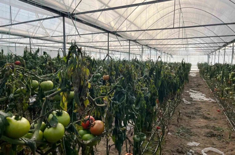 Simav’daki seralarda zirai don zarar tespit çalışması yapıldı 