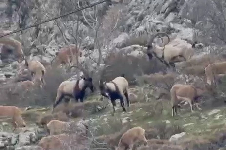Sincik boğazına dağ keçileri indi