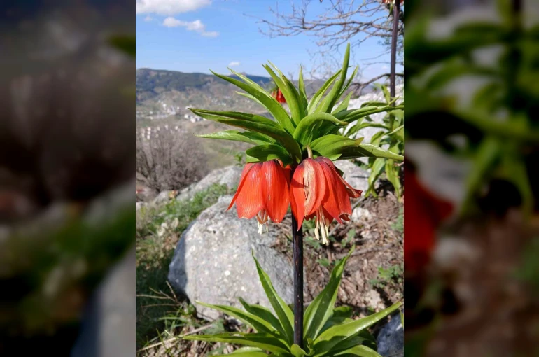 Sincik dağlarında açan ters laleler hayran bırakıyor 