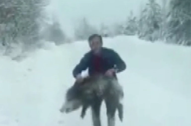 Sinop’ta bir vatandaş yaban domuzu sürüsüne dalıp eliyle yakaladı 