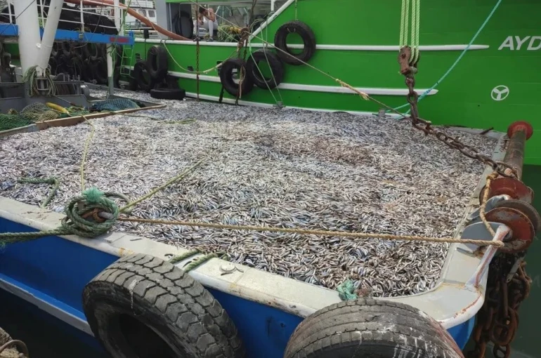 Sinop’ta hamsi denetimleri 