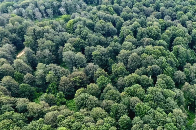 Sinop’ta kayın ormanları için doğal gençleştirme seferberliği 