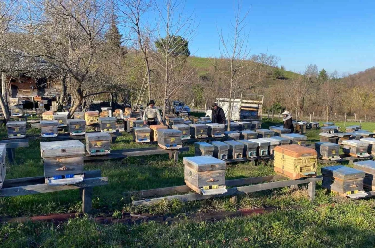 Sinop’ta soğuk hava arıcılığı olumsuz etkiliyor 