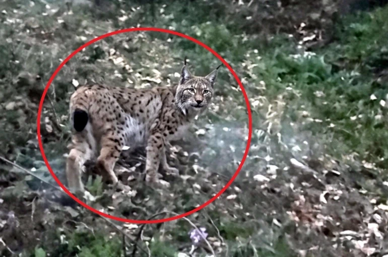 Sinop’ta vaşak görüntülendi 