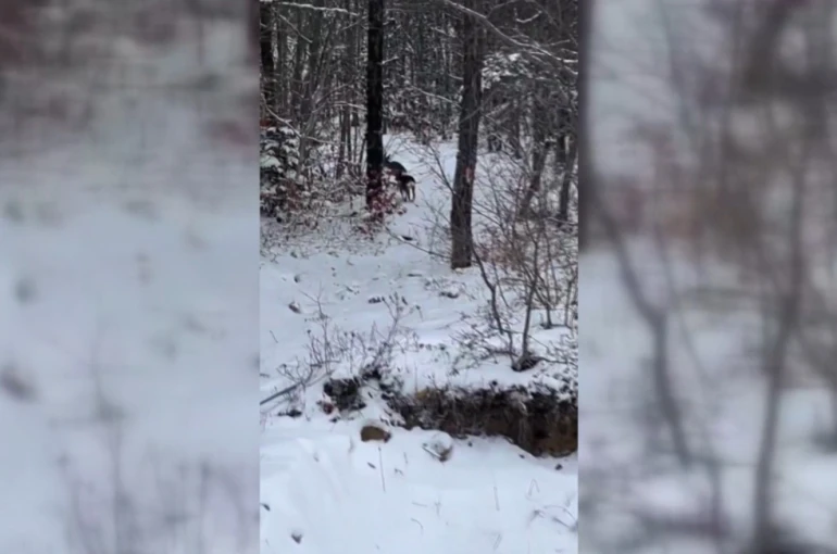 Sinop’ta yiyecek arayan karacalar kameralara yansıdı