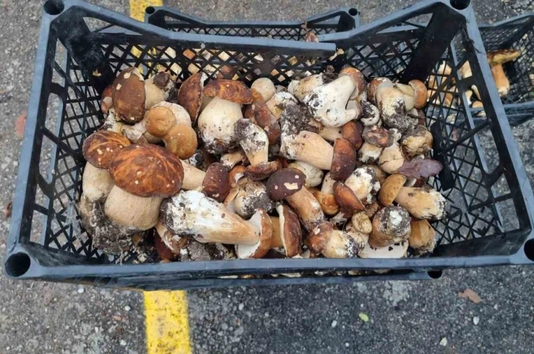 Sinop’tan Avrupa’ya mantar ihracatı 