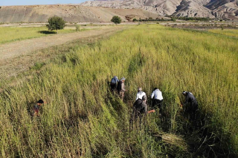 Şırnak’ta 5 bin dekar alandan 300 ton susam rekoltesi bekleniyor 