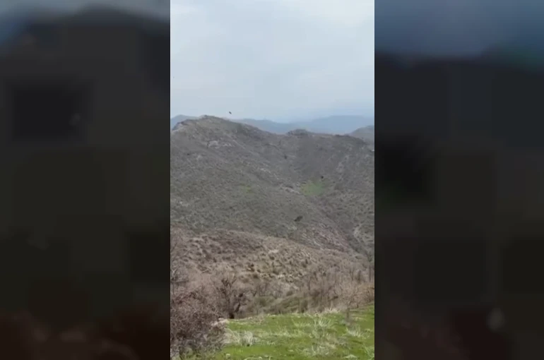Şırnak’ta kartalın domuz avı kamerada 