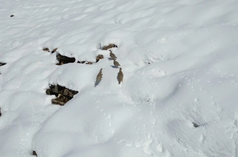 Şırnak’ta keklikler sürü halinde yiyecek aradı