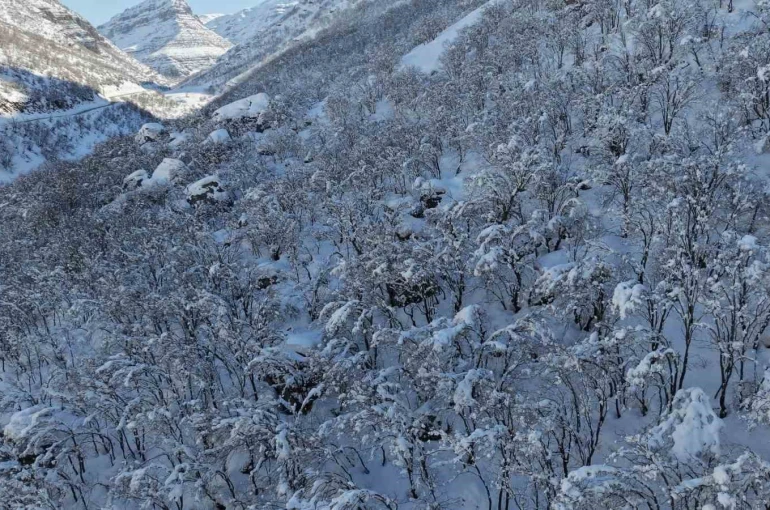 Şırnak’ta ormanlık alan beyaza büründü