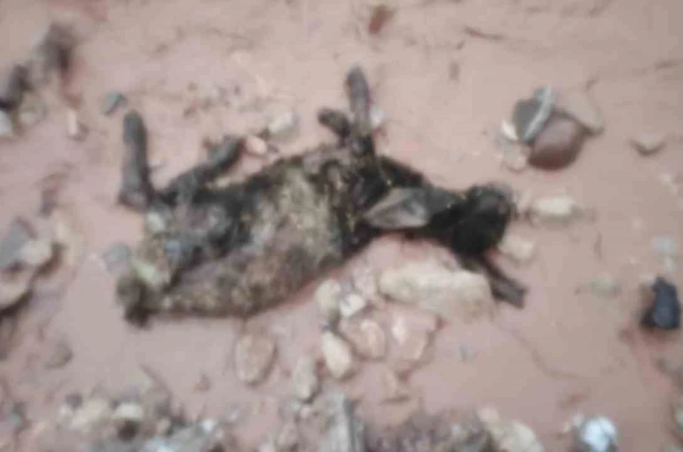 Şırnak’ta sel göçerleri vurdu: Hayvanlar telef oldu, çadırlar sular altında kaldı 