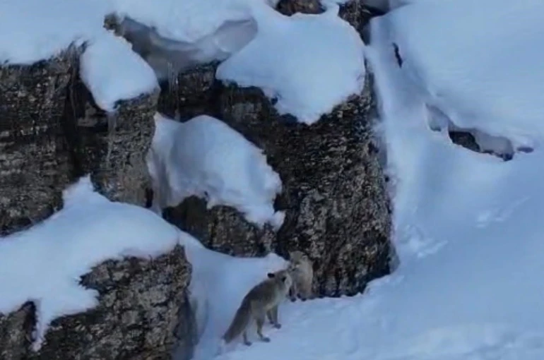 Şırnak’ta tilkiler kar üstünde yiyecek ararken görüntülendi 