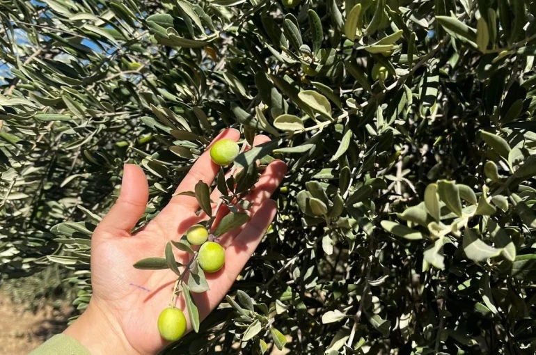 Şırnak’ta zeytin rekoltesi için ilk veriler toplandı