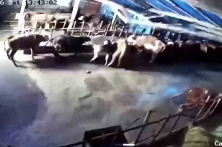 Sivas’ta ahır çöktü, o anlar güvenlik kamerasına yansıdı