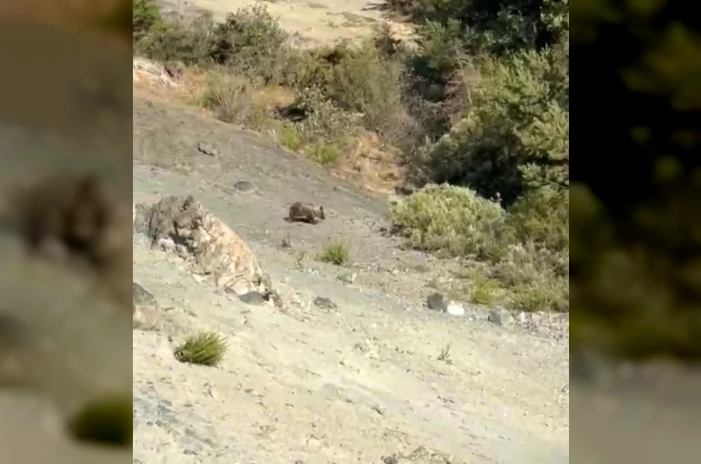 Sivas’ta bozayılar meyve bahçelerine dadandı 