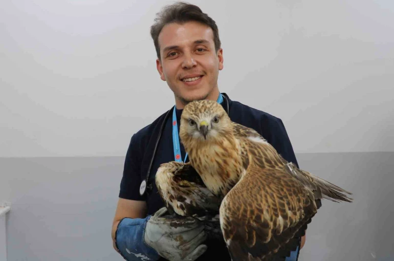 Sivas’ta kanadından vurulan kızıl şahin, tedavi altına alındı 