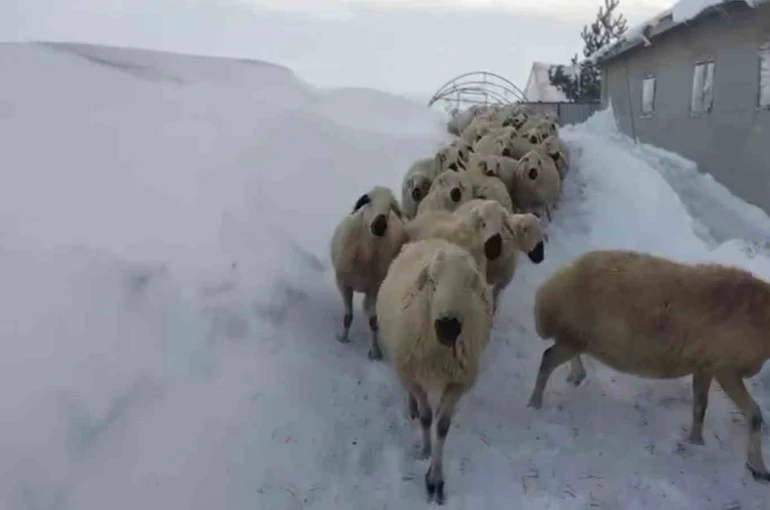 Sivas’ta kar kalınlığı yer yer 2 metreyi aştı, en çok hayvancılık yapanlar zorlandı