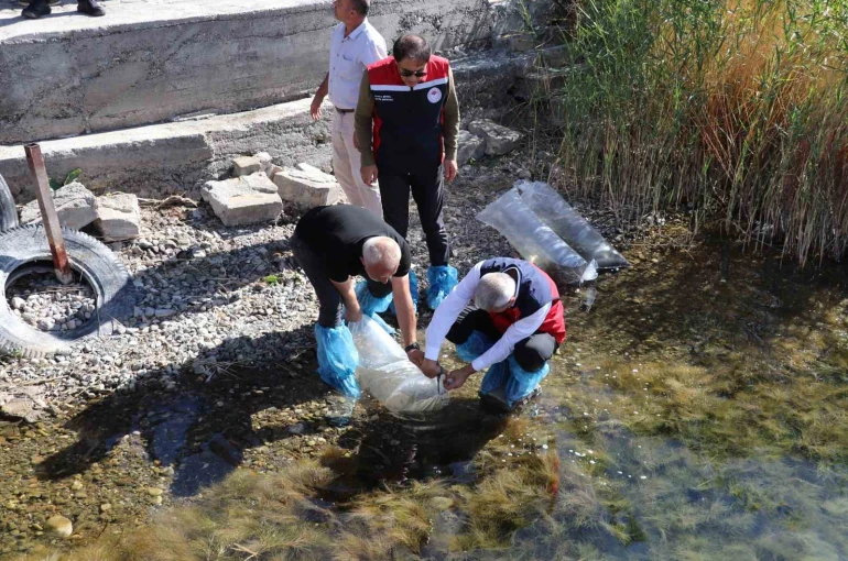 Sivas’taki göller yavru balıklarla buluştu 