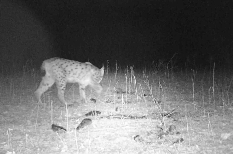 Sivas’taki vahşi yaşam görüntülendi