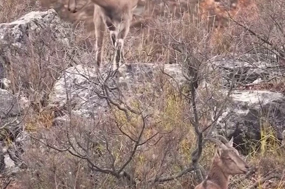 Sivas’taki vahşi yaşam, Milli Parklar kamerasına yansıdı 