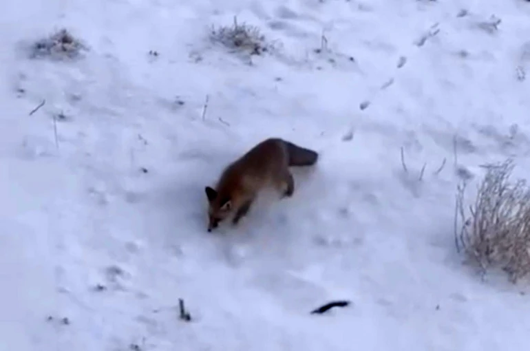 Soğuk hava tilkileri Diyadin merkezine indirdi 