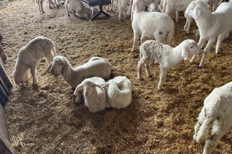 Soğuk havalarda gerçekleşen doğumun ardından üreticilerin yüzü güldü 