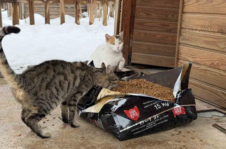 Soğuk havalarda sokak hayvanlarına şefkat eli 