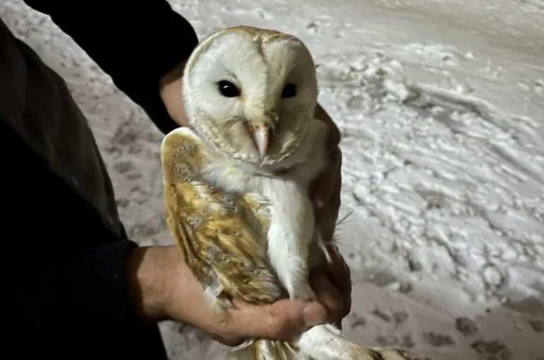 Soğuklardan kaçıp ahıra sığındı 