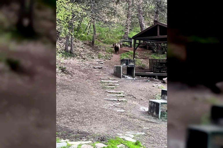 Soğuksu Milli Parkı’nda ayı ailesi görüntülendi 