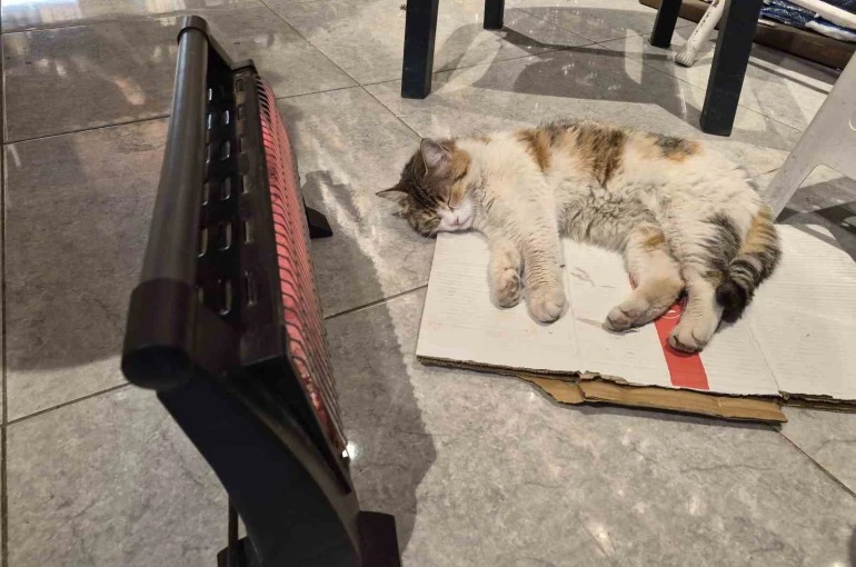 Soğuktan üşüyen kedi elektrikli ısıtıcının karşısında dinlendi