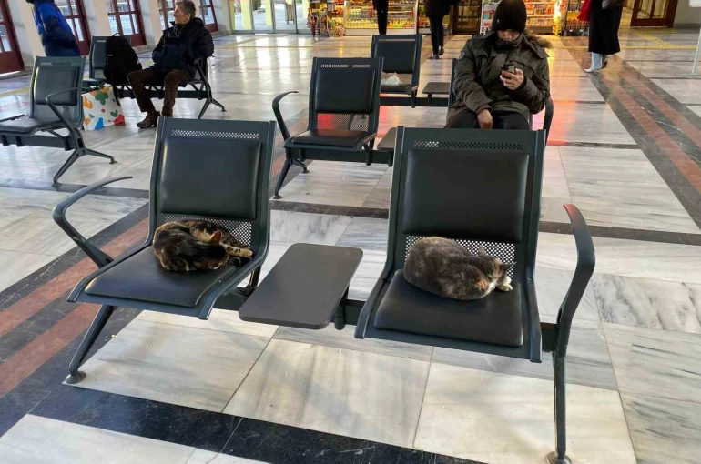Soğuktan üşüyen sokak kedileri tren garına ısındı 
