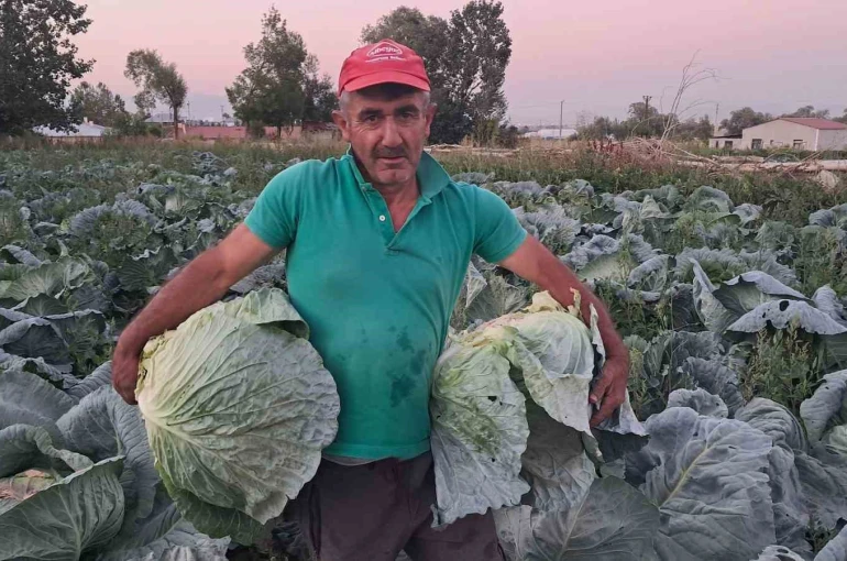 Söğütlü lahanasında hasat başladı 