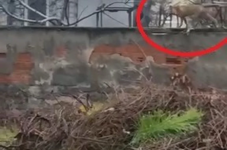 Sokak aralarında gezen tilki dikkat çekti 