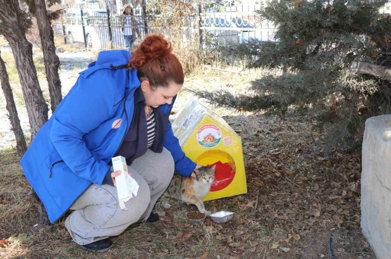 Sokak kedileri unutulmadı