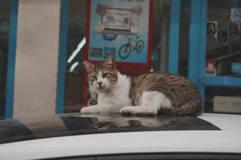 Sokak kedilerinin market mesaisi