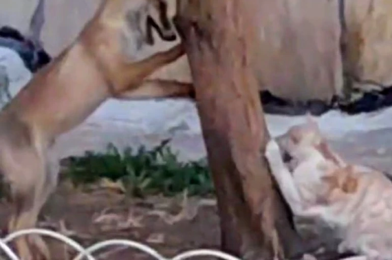 Sokak kedisi ile tilkinin birlikte oyun oynadığını görenlerin yüzlerini güldürdü 