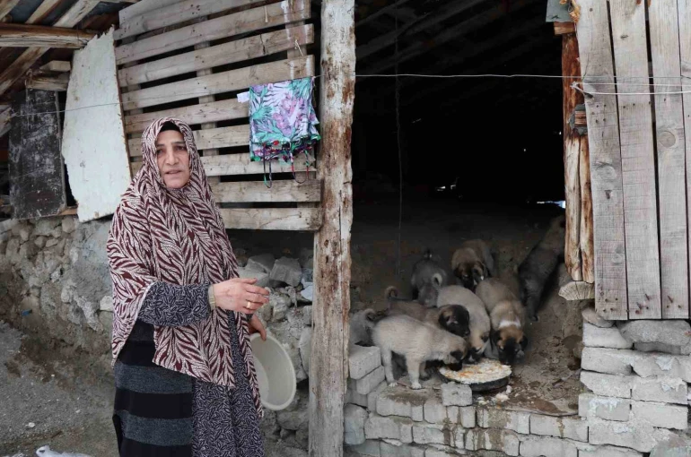 Sokak köpeği 10 yavru doğurdu, sahip çıkan kadın çaresiz kaldı 