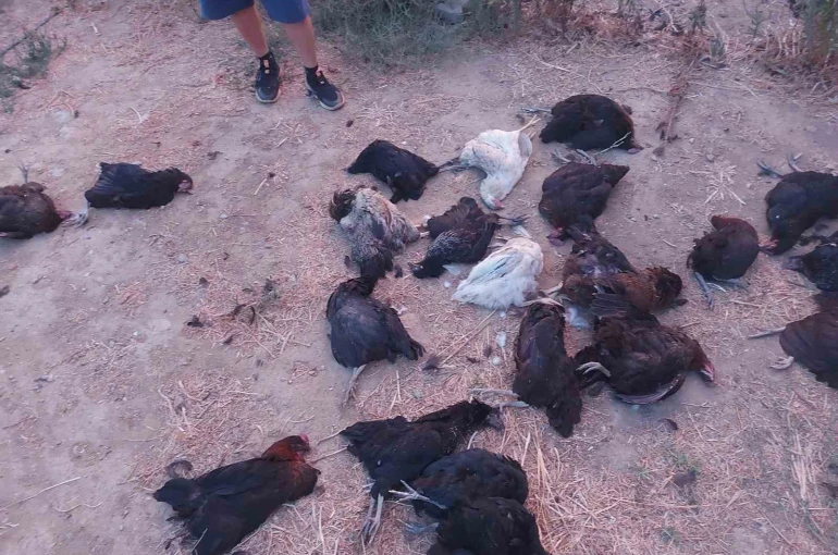 Sokak köpekleri 25 tavuğu telef etti