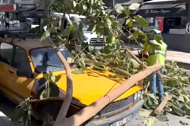 Söke’de ağaç dalı park halindeki aracın üzerine düştü 