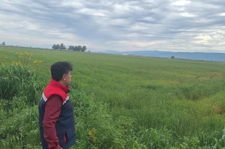 Söke’de hububat ekili araziler denetlendi 